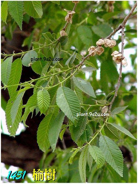 榆錢樹|榆錢:榆樹（Ulmus pumila L.）別稱：榆實、榆子、榆仁、榆莢 